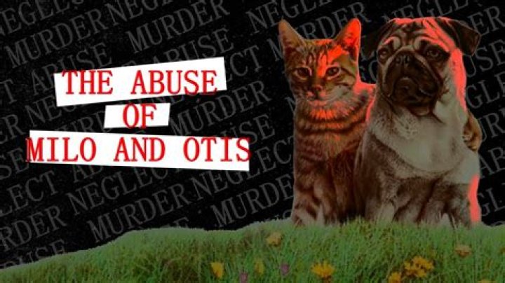 A Deep Dive Into Milo And Otis Abuse